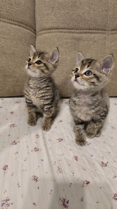 Котята надёжным хозяевам