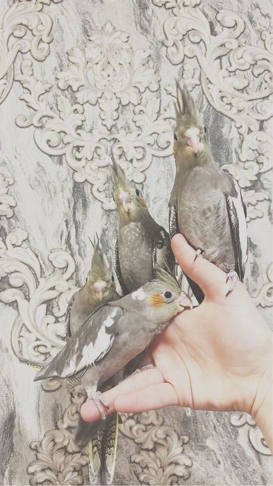 Прадам папугаяв корелл