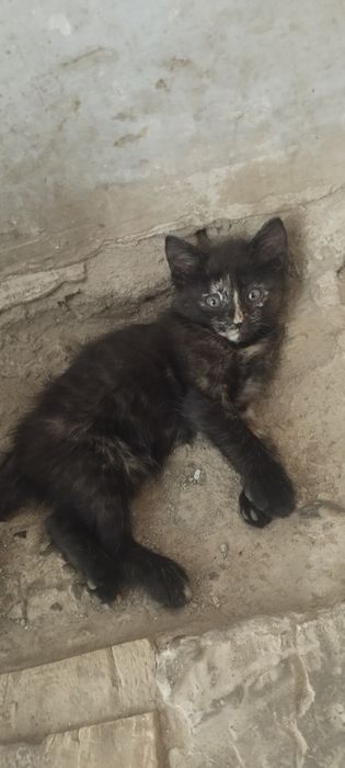 Mushukchalarni  hadiya qilaman