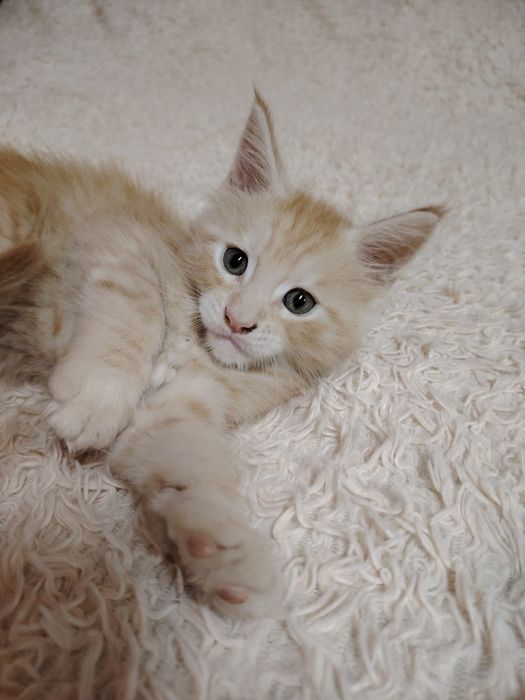 Продам котят Мейн Кун.