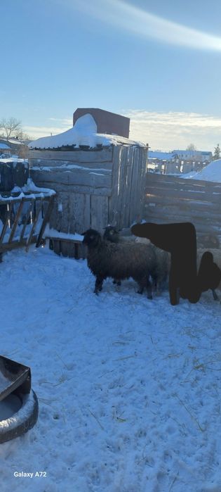 Продам двух баранов
