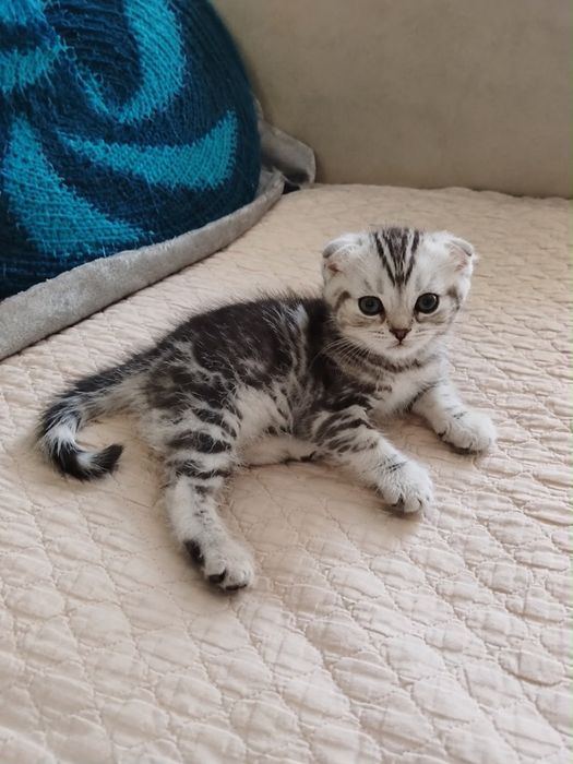 Чистокровные котята