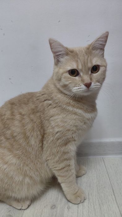 Отдадим кошку в добрые руки