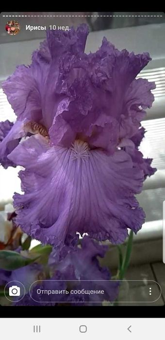 Клубни сортовых ирисов.