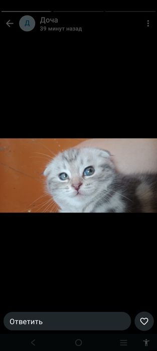 Котята шотландцы скотиш страйт