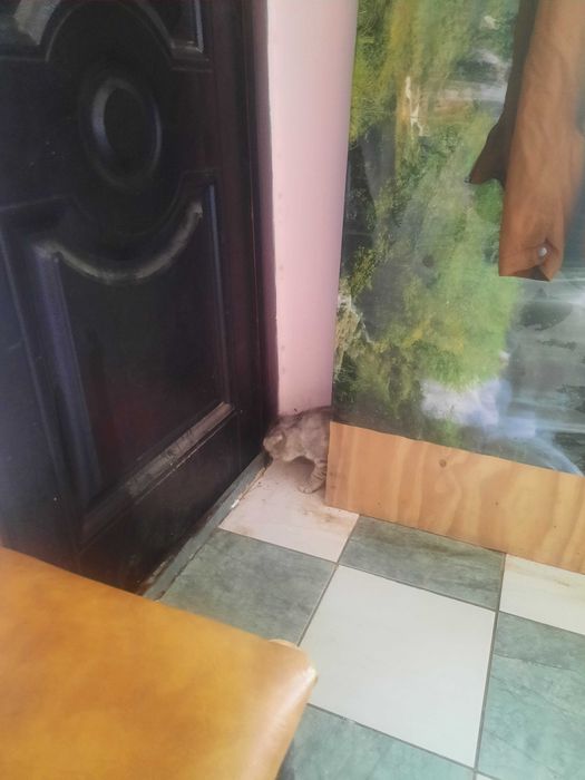 Продамм шатылански веслауха малчик