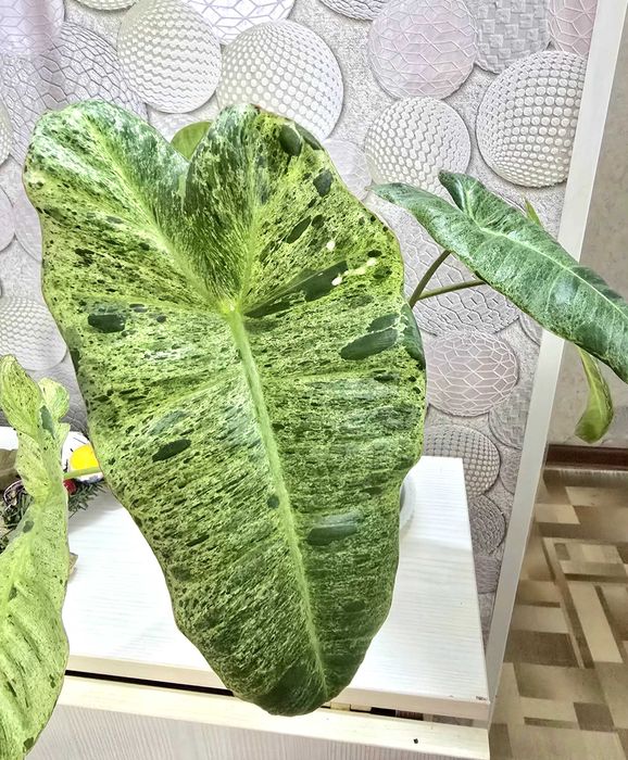 Филодендрон Paraiso verde