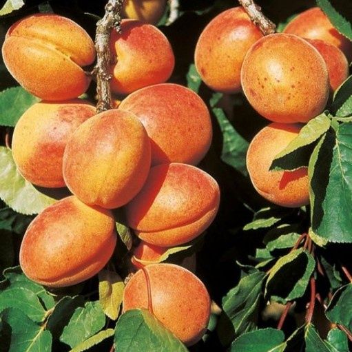 Pomi Fructiferi Columnari CAIS