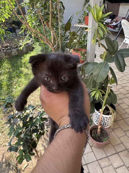 Кошка и котят 7шт детя