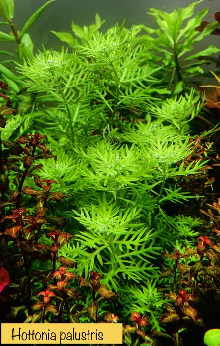 Plante acvariu plante acvatice