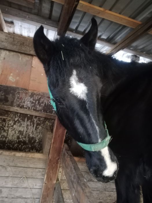 Лошадь Айгыр 3 года будет