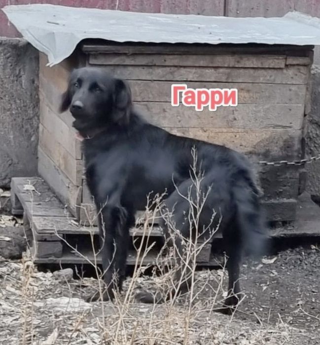 Дарю в добрые и ответственные руки