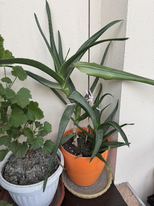 Алое вера в саксия