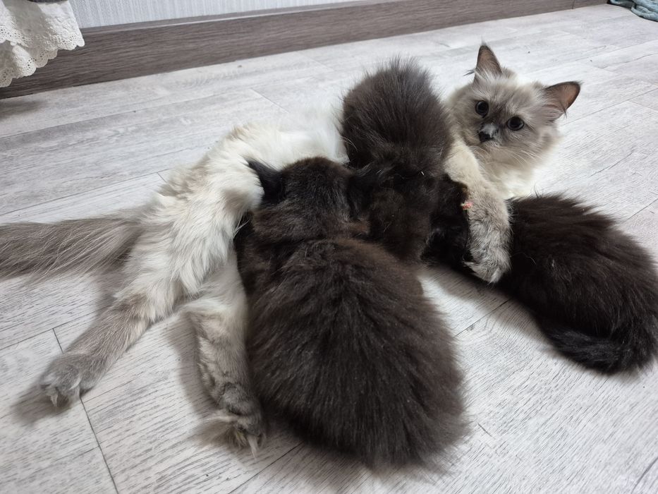Котёнок черный 6 недель