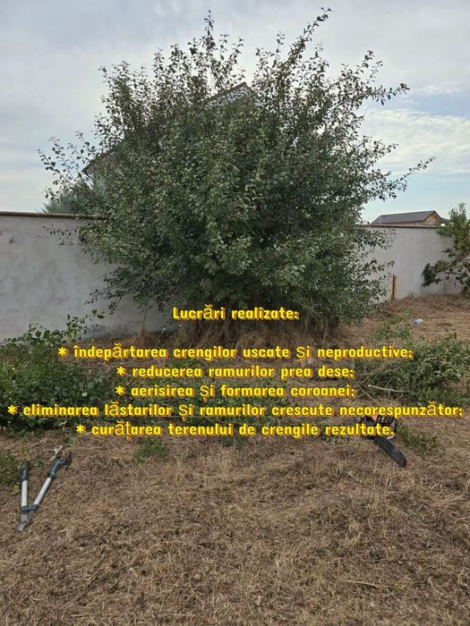 Curatare pomi si spatii verzi