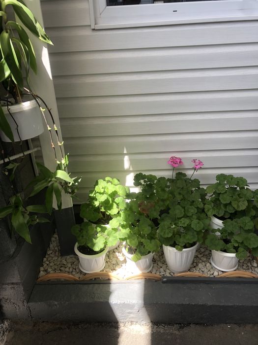 Комнатные цветы Разных сортов