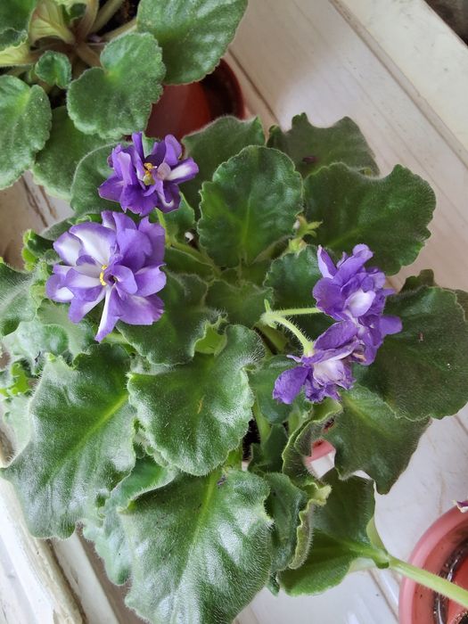 продаётся фиалка