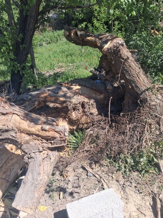 Пеньки отдам бесплатно