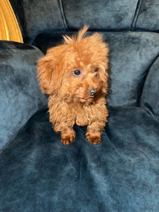 Teacup  Toy Poodle - той пудел тийкъп