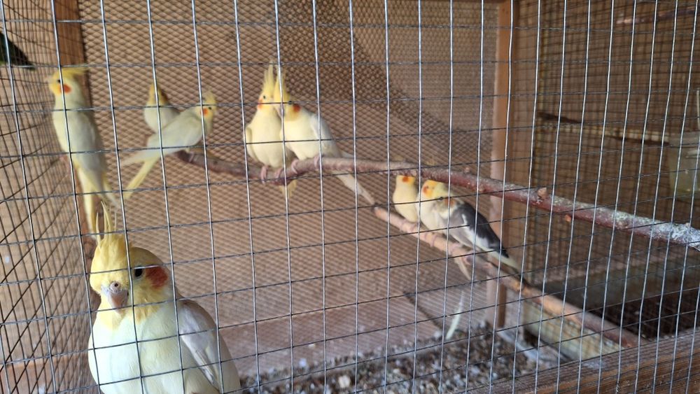 Продам попугай карелла