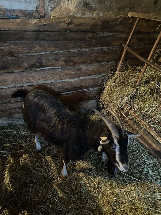 Vând capră cu lapte!