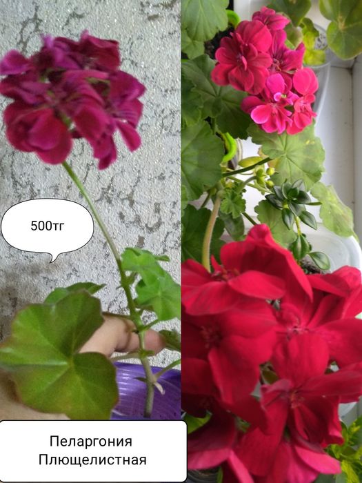 Продам Королевскую Пеларгонию