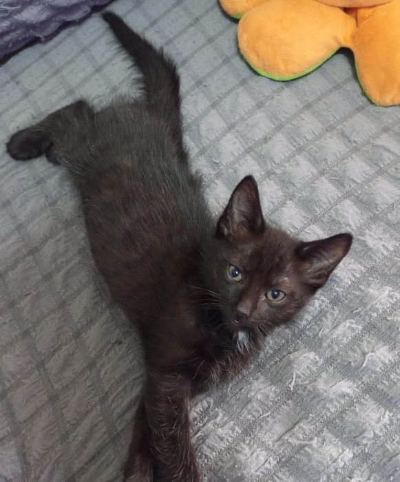 Отдам котят в добрые руки