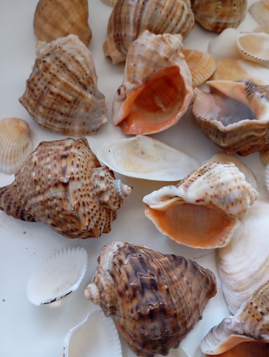 Melci și scoici naturale pentru acvariu sau pentru decor