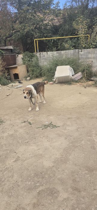 Алабай Тобет САО
