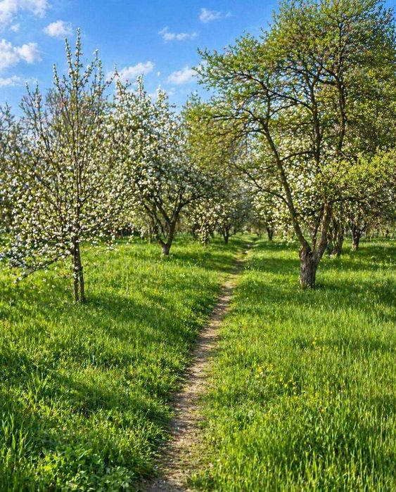 Teren intravilan de vânzare – Ostrov, Râu de Mori | Zonă superbă lângă Retezat