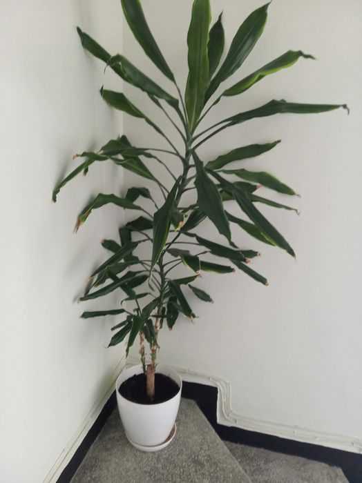 Цветя, палма драцена