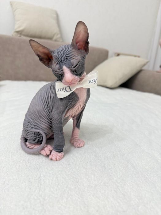 Донской сфинкс котёнок
