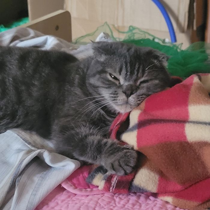 Отдам кошку даром