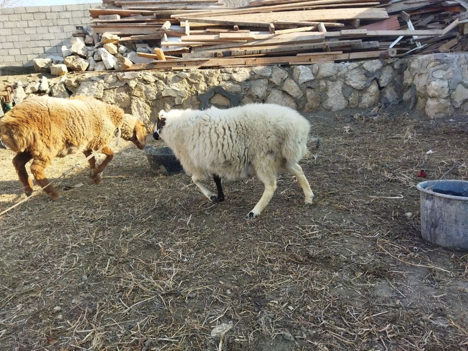 Кучкорлар сотилади