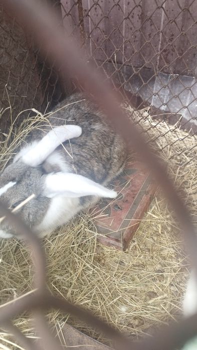 Продам крольчиху