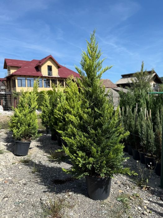 Maslin bonsai leylandii evunimus mesteacan tei platan photinia