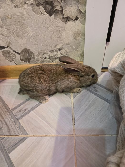 Продам крольчат мес