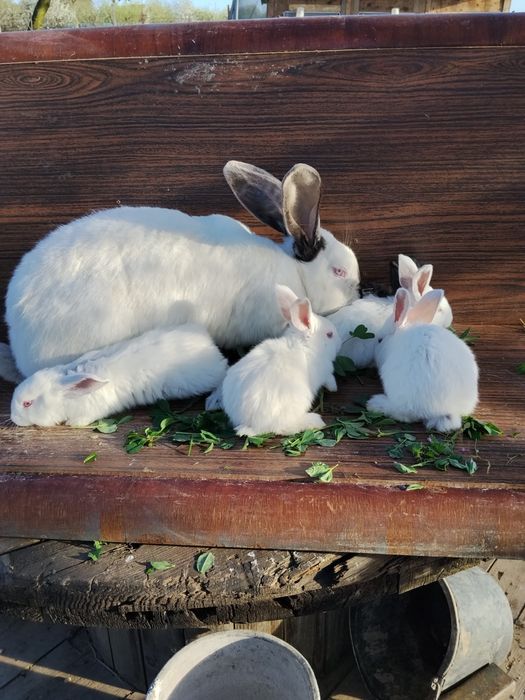 Pui de iepure urias de transilvania