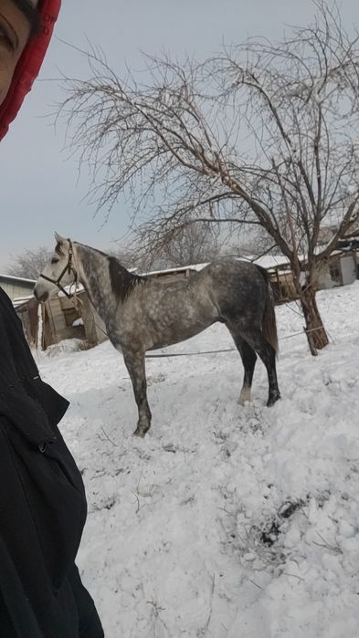 6 лет аигвр дорога