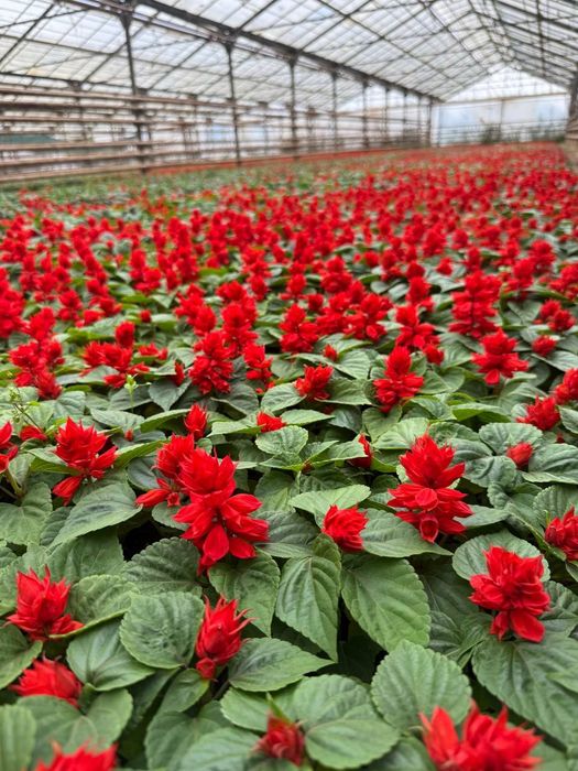 Gullar Salvia,bananza,Tagets,rayxon