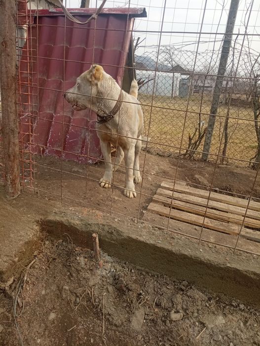 Ciobanesc de asia Centrală