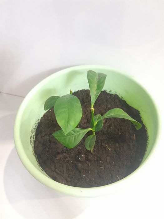 Мандариновое дерево