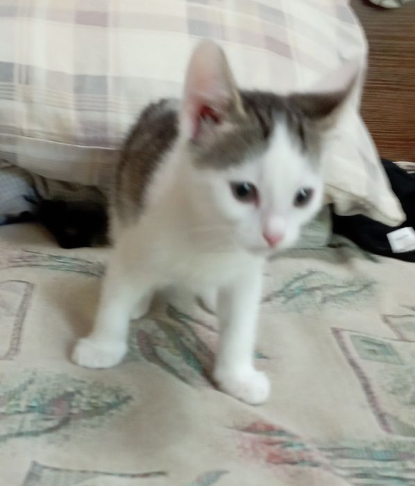 Отдам котика. Мальчик.