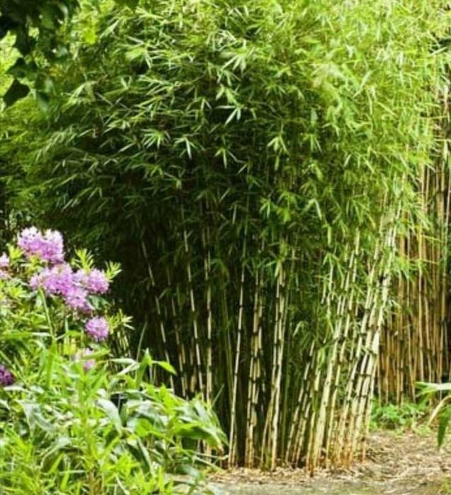 Бамбук декоративен