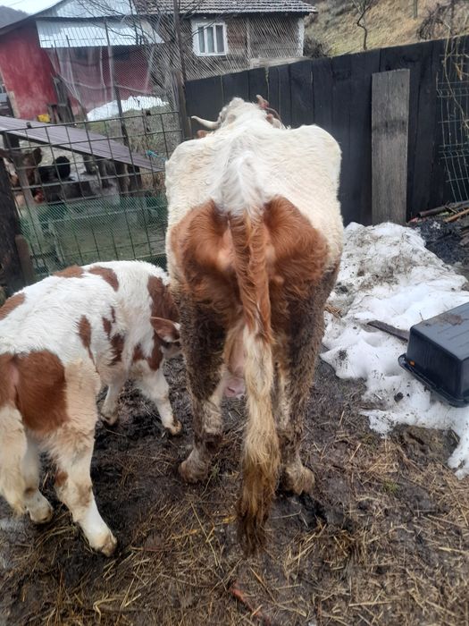 Vand vaca cu vițeaua