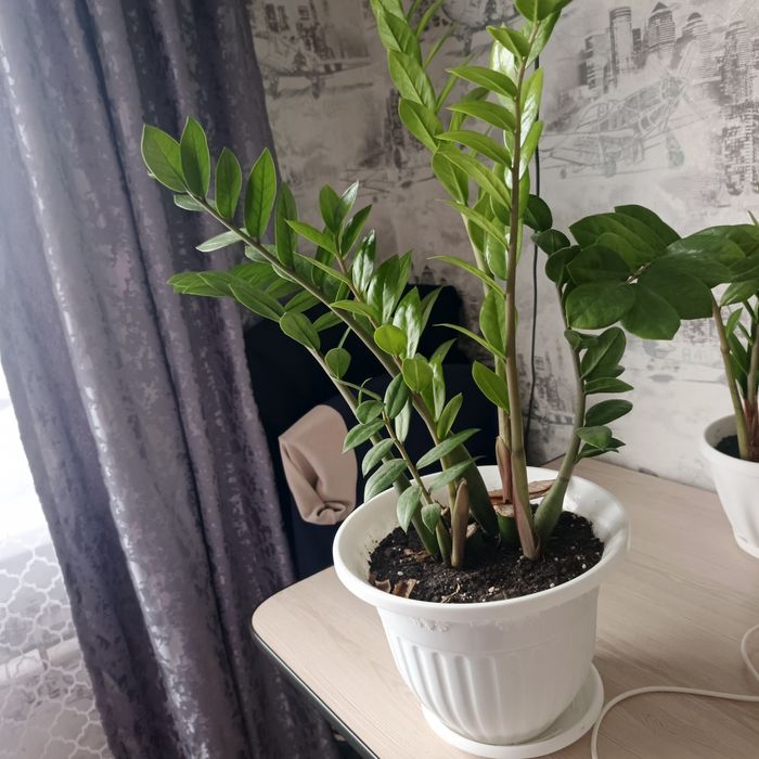 Продам замиокулькас