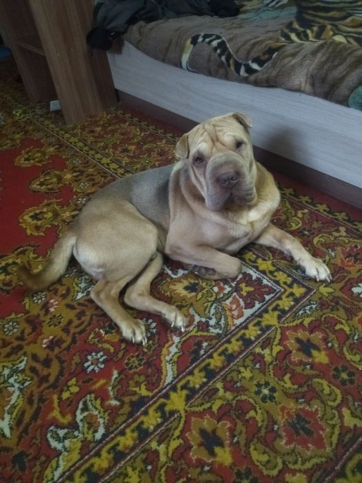 Вязка. Шарпей.20000