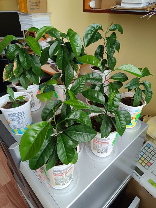 Саженцы мандаринов