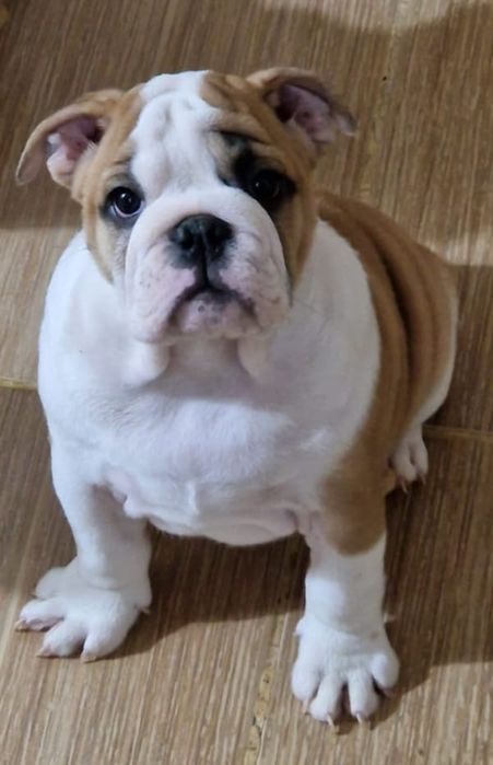 Щенки английского бульдога