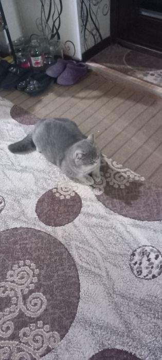 Кот британский серый